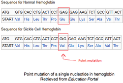 hemoglobin protein mutation point